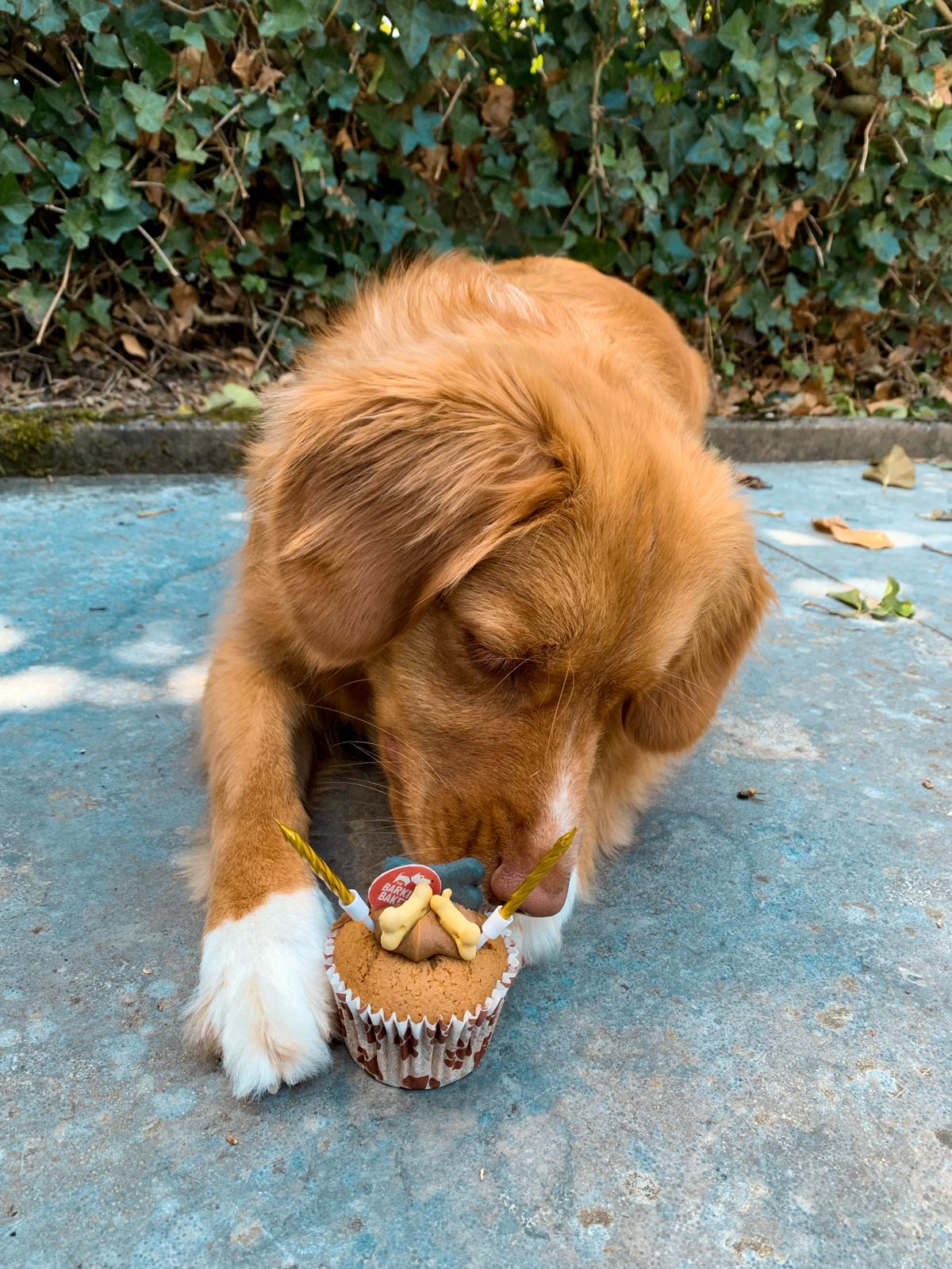 Hond Lexi eet een cupcake taartje voor haar verjaardag